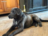 Femelle Labrador charcoal de 6 ans &agrave; vendre
