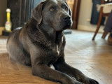 Femelle Labrador charcoal de 6 ans &agrave; vendre