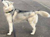 Mâle Husky Sibérien disponible pour saillie