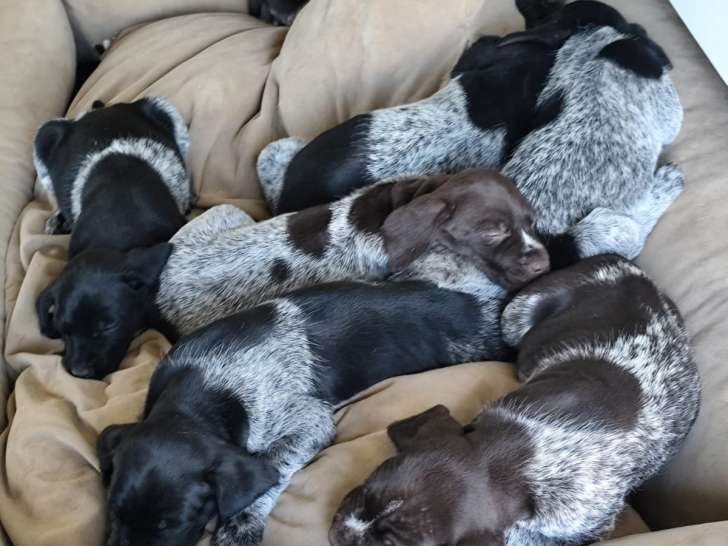 Chiots Drahthaar LOF