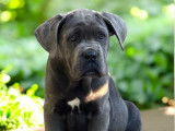 Chiots Cane Corso LOF à vendre