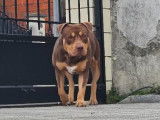 Mâle American Bully disponible pour saillie