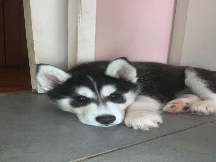 Chiot Husky de Sibérie à vendre
