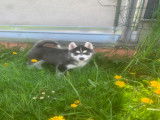 Chiot Husky de Sibérie à vendre