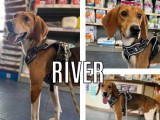 Disponible à l'adoption : chien Beagle-Harrier d'un an