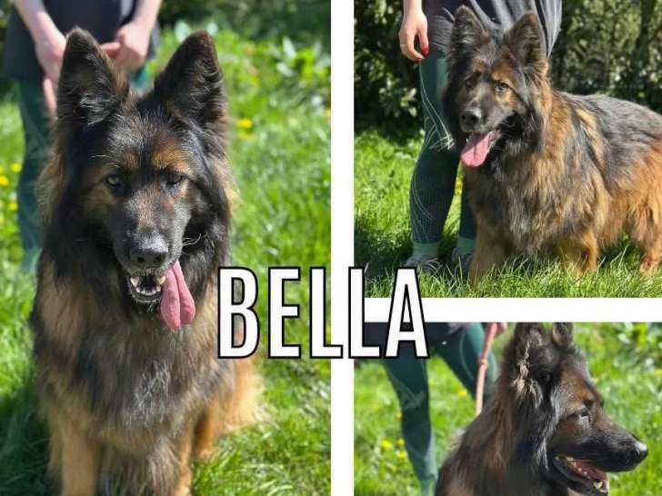 En attente d'adoption : chienne Berger Allemand de 6 ans