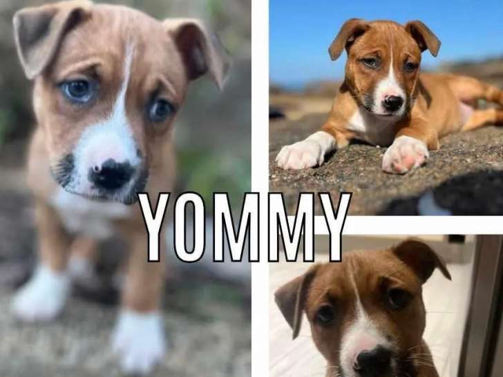 Adoption disponible : chiot femelle marron et blanc
