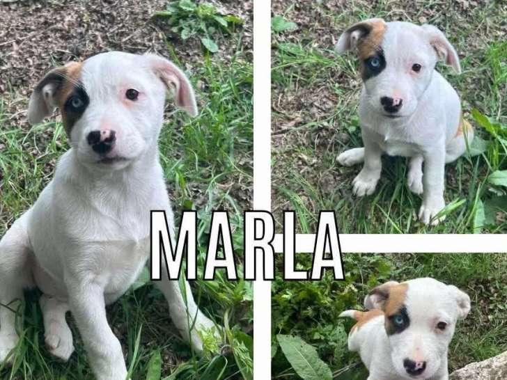 Chiot femelle tricolore en attente d'adoption