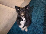 Charmant Border Collie cherche une chienne pour saillie