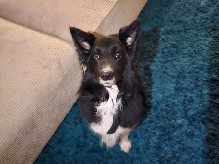 Charmant Border Collie cherche une chienne pour saillie