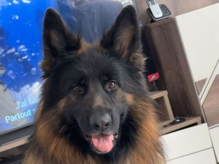 Mâle Berger Allemand LOF disponible pour Saillie