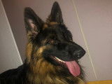 Mâle Berger Allemand LOF disponible pour Saillie