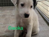 Gwoka, chiot femelle à adopter