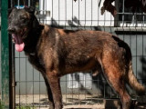 Chien Berger Malinois adulte à la recherche d’une famille