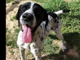 Chien Pointer Anglais noir et blanc disponible à l'adoption