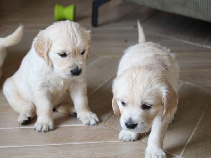 Chiots Golden Retriever LOF à vendre