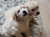 Chiots Golden Retriever LOF à vendre