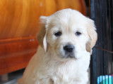 Chiots Golden Retriever LOF à vendre