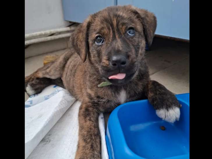 Chiot mâle de couleur bringée en quête d’un foyer