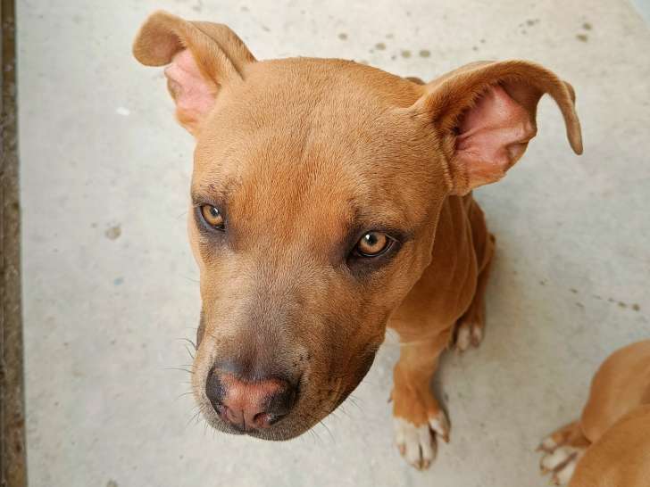Femelle American Bully XL de 7 mois à donner