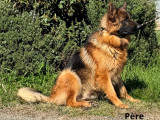 Chiots Berger Allemand à vendre