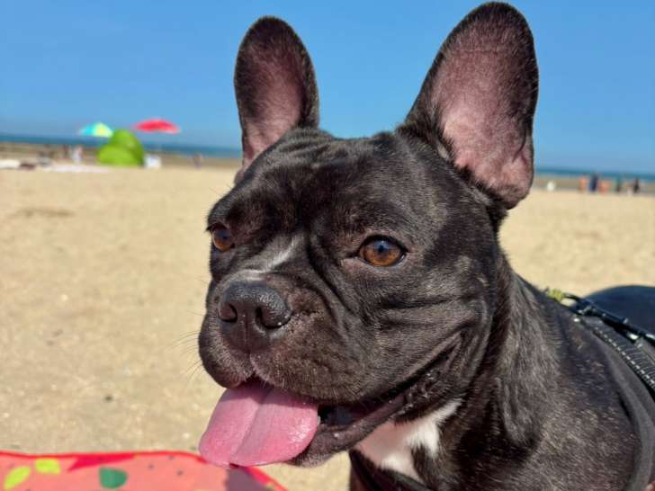 Mâle Bouledogue Français bringé LOF disponible pour saillie