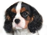 Chiots Cavalier King Charles LOF à vendre