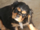 Chiots Cavalier King Charles LOF à vendre
