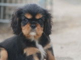 Chiots Cavalier King Charles LOF à vendre