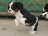 Chiots Cavalier King Charles LOF à vendre