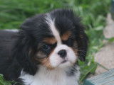 Chiots Cavalier King Charles LOF à vendre