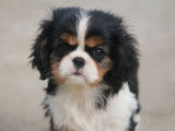 Chiots Cavalier King Charles LOF à vendre