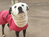 Dakota, chienne tranquille et sociable à adopter