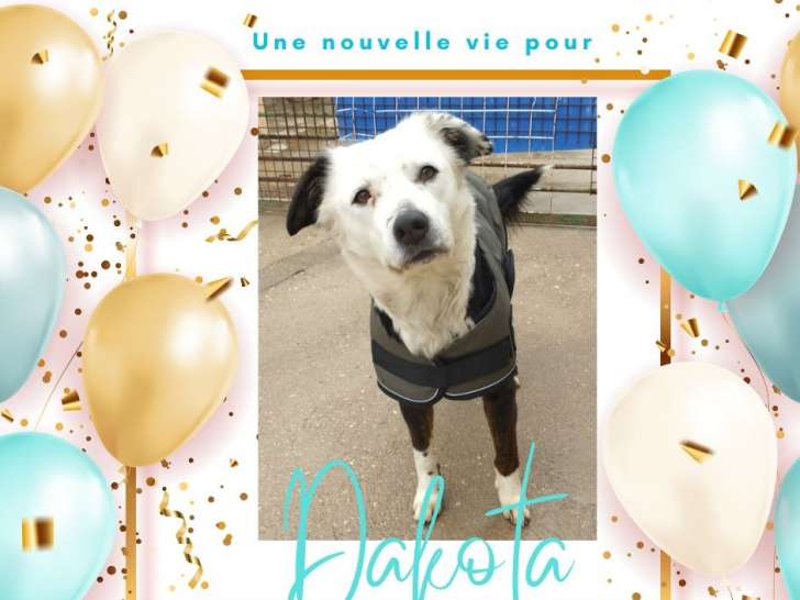 Dakota, chienne tranquille et sociable à adopter