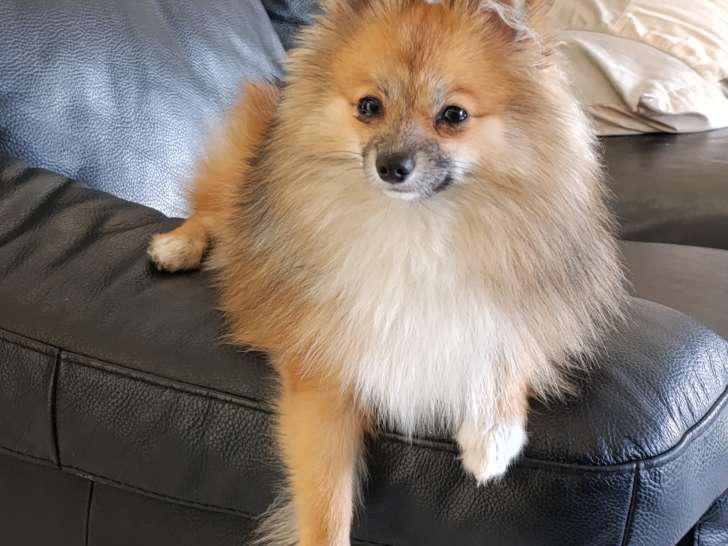 Mâle Loulou de Poméranie disponible pour saillie