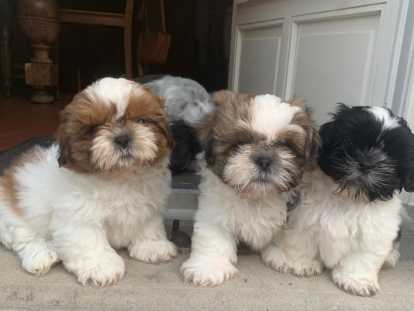 Chiots de race Shih Tzu à vendre (1 femelle & 2 mâles)