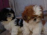 Chiots de race Shih Tzu à vendre (1 femelle & 2 mâles)