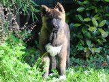 Azur, chiot femelle Akita Américain LOF à vendre