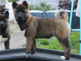 Azur, chiot femelle Akita Américain LOF à vendre