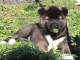 Azur, chiot femelle Akita Américain LOF à vendre