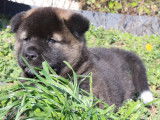 Azur, chiot femelle Akita Américain LOF à vendre
