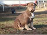Kbullzz Tarantino, sublime chiot mâle American Bully XXL tricolore à vendre