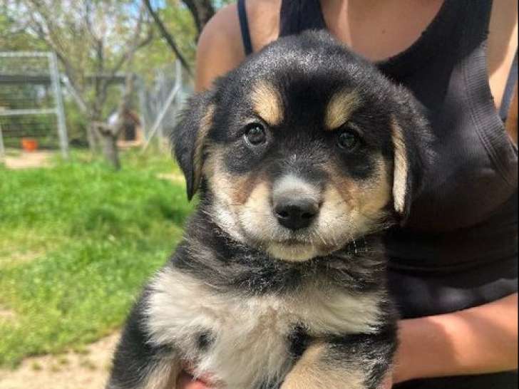 Selena, chiot à adopter