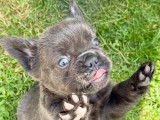Chiots Bouledogue Français fluffy disponibles