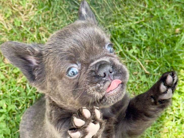 Chiots Bouledogue Français fluffy disponibles