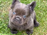 Chiots Bouledogue Français fluffy disponibles