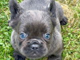 Chiots Bouledogue Français fluffy disponibles