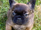 Chiots Bouledogue Français fluffy disponibles
