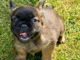 Chiots Bouledogue Français fluffy disponibles