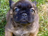 Chiots Bouledogue Français fluffy disponibles